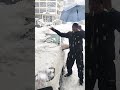 Shimla Manali tour available  9028414230#snow #viralvideo #snowfall #reels #youtubeshorts #shorts