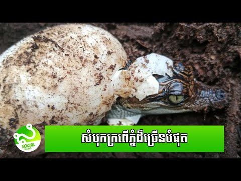 រកឃើញ​សំបុក​ក្រពើភ្នំដ៏ច្រើន​បំផុតមិនធ្លាប់មាន នៅ​ជួរភ្នំក្រវាញ