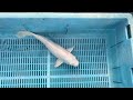 8-28-38 - 14-16” Platinum Ogon Koi