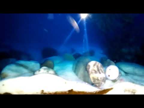 Агамикс. Посчастливилось застать и снять загадочного и неуловимого агамикса.