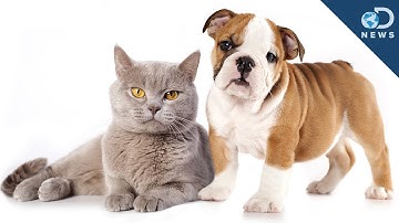 Are Cat People Smarter Than Dog People?