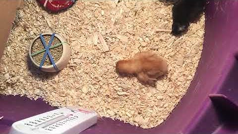 Part 2 - Raising Your First Chicks in a Homemade Brooder Box