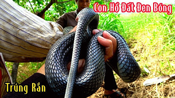 Lọt Vào Trúng Ngay Ổ Rắn Bắt Sướng Tay | Mười Thương Săn Bắt