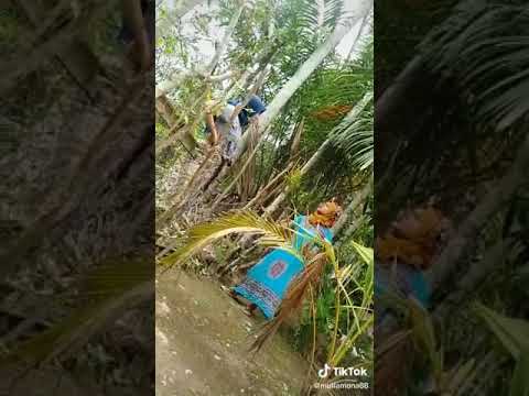 Lucu wanita aceh main tiktok 
