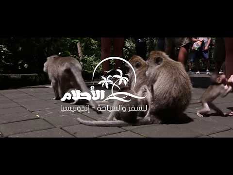 جزيرة بالي إندونيسيا غابة القرود أوبود Ubud Monkey Forest