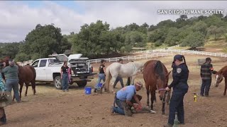 Animal advocates call for statewide animal care bureau