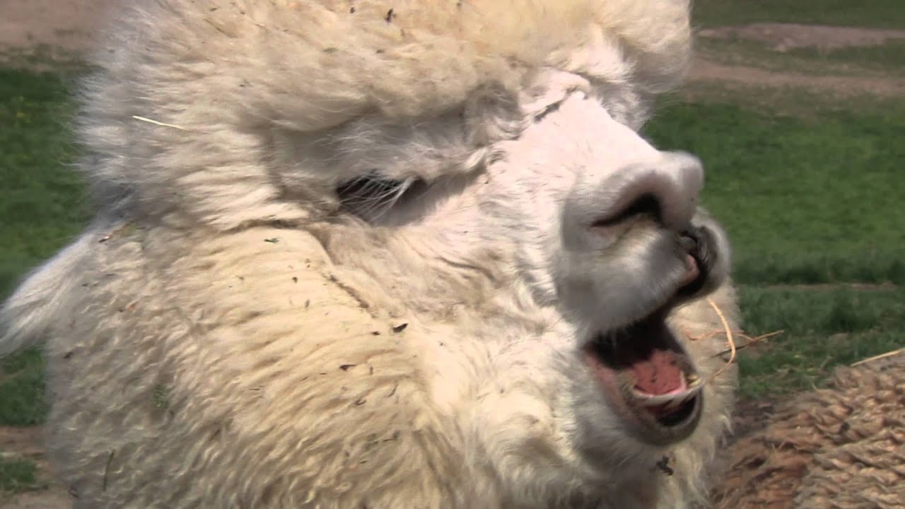 The Year of the Sheep Anthem