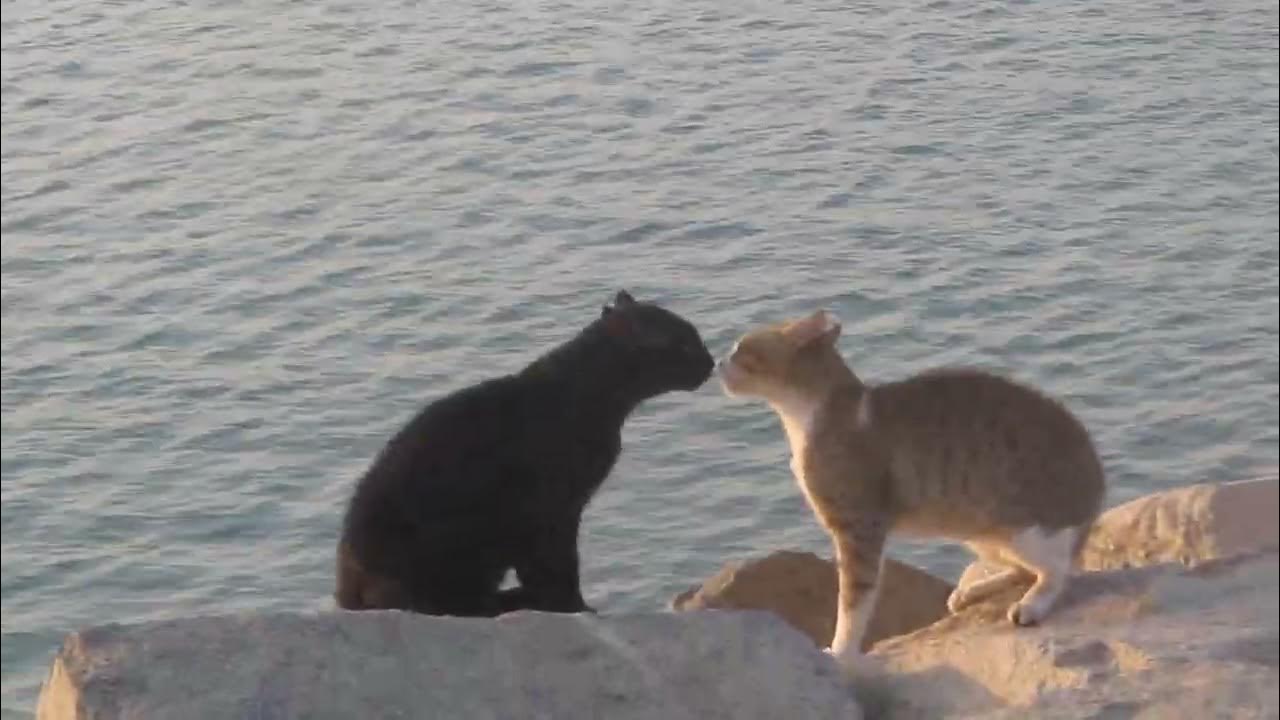 кошки - YouTube