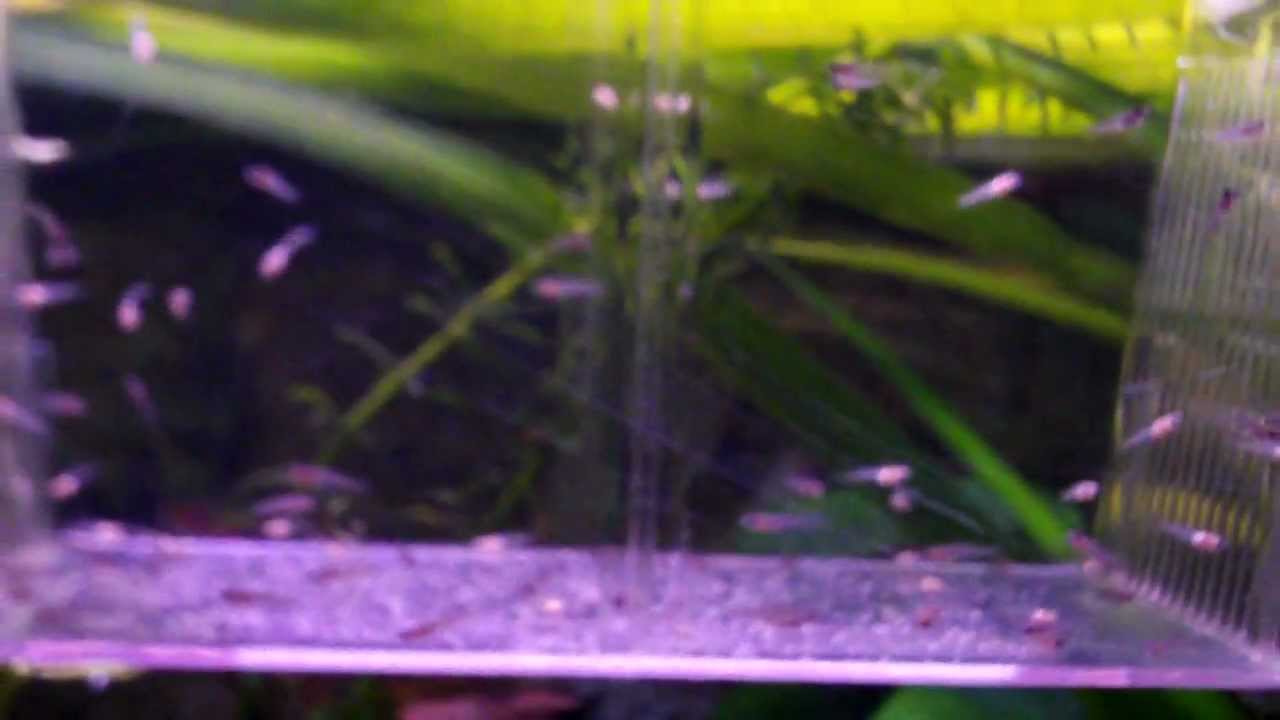 Newborn guppy fry (90) in my tropical planted tank - YouTube