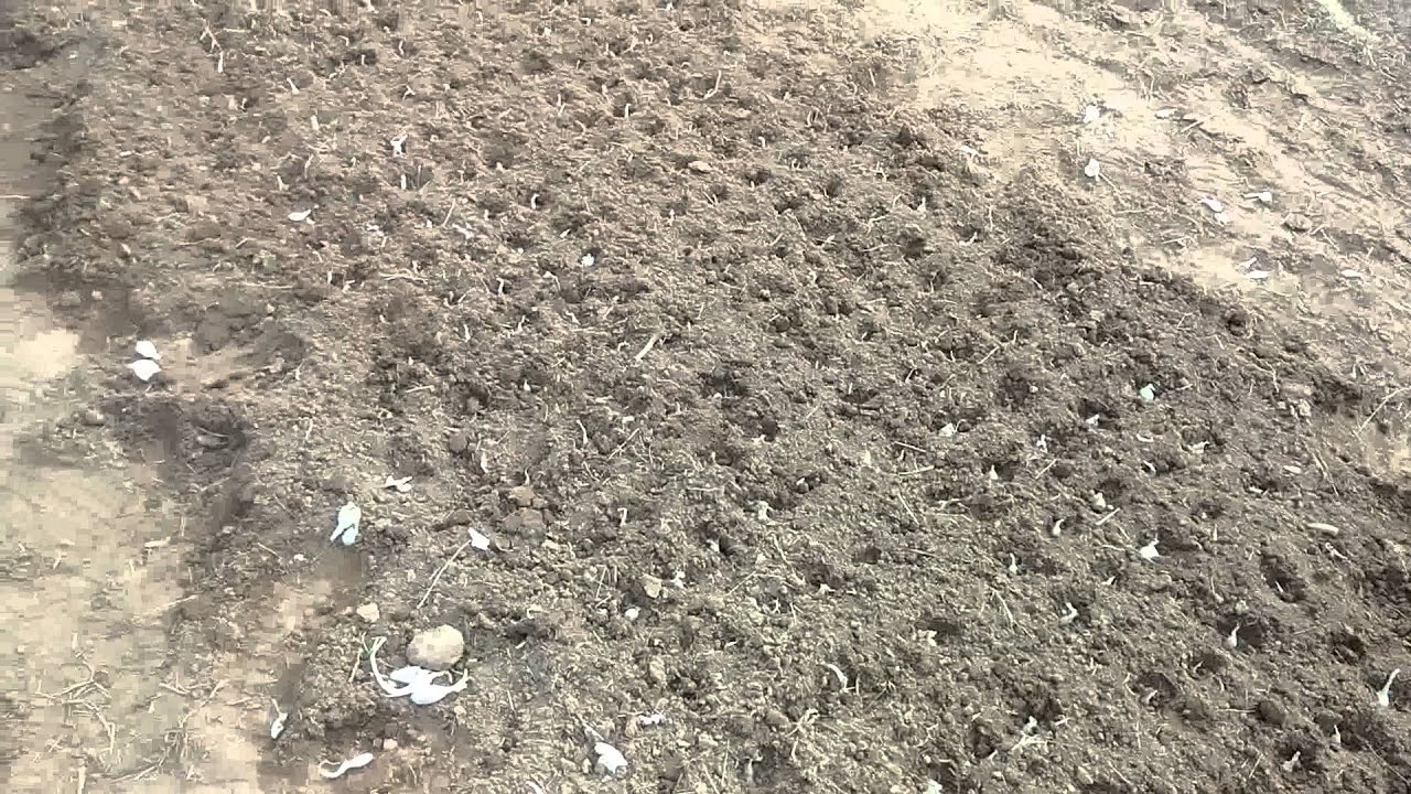 Planting onion bulbs YouTube