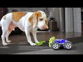 Owner Gets Dog to Eat Vegetables with Toy Car