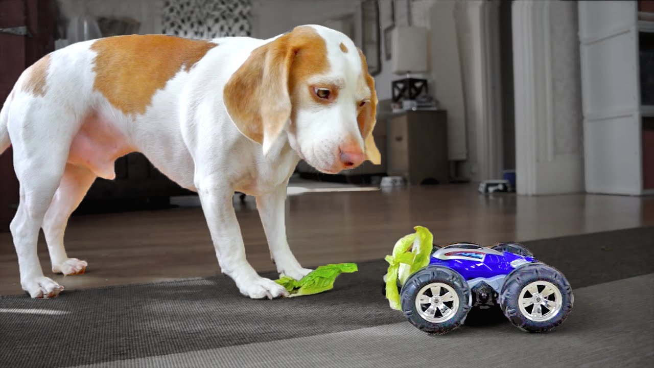 Owner Gets Dog to Eat Vegetables with Toy Car 