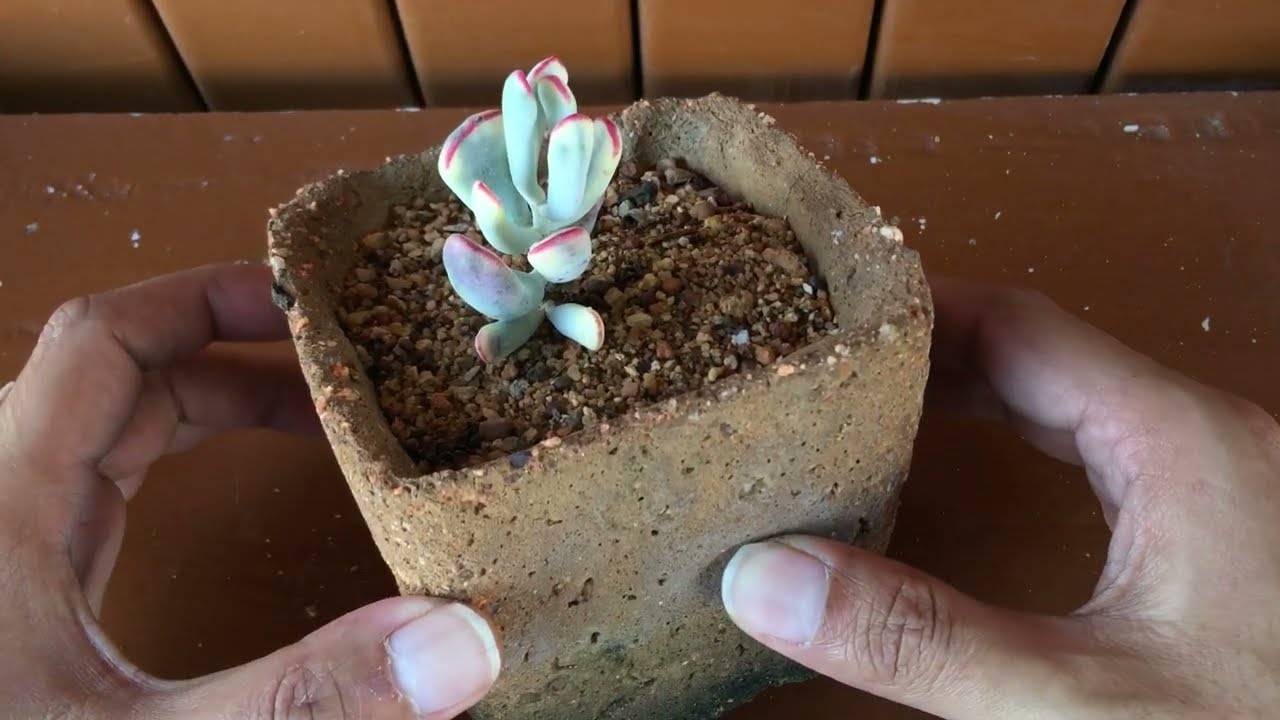 COTYLEDON ORBICULATA CV.LONG LEAF VARIEGATED