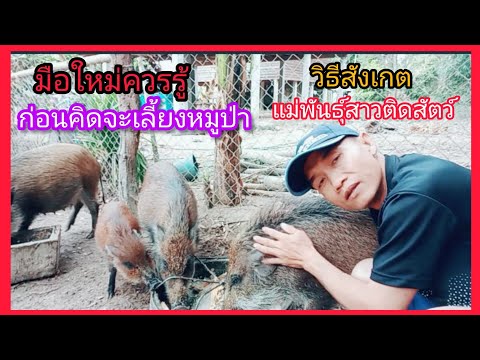 วีดีโอ: หมูป่า (สัตว์): คำอธิบาย รูปภาพ ไลฟ์สไตล์