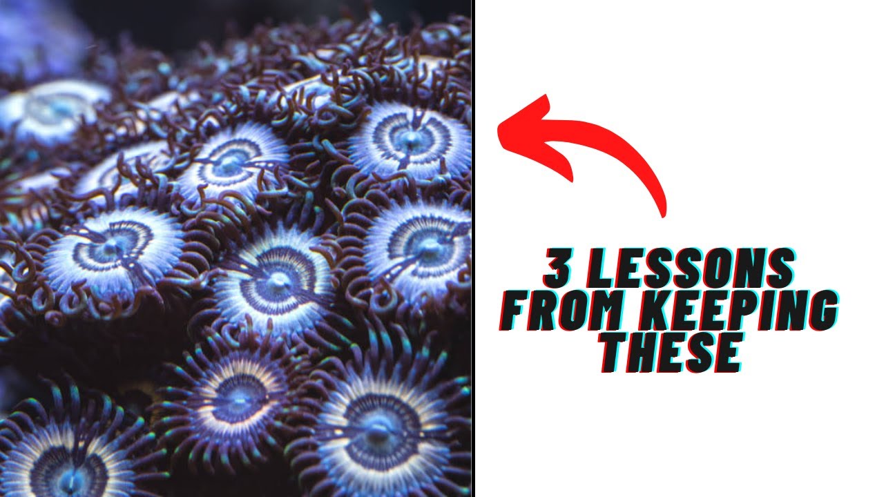 3 Lessons Learnt from my Zoa Garden| RED SEA REEFER NANO 28G