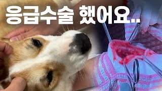 아기 웰시코기 강아지 응급 수술?! 나무 파편이 몸에 박혔어요..