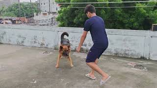 German Shepherd Playing with Ball 🥎 독일 셰퍼드와 공놀이 #pets 
