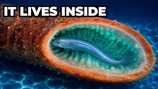The Fish That Lives Inside Another Animal 😱