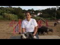 Chico é o "cão mais português de Portugal"