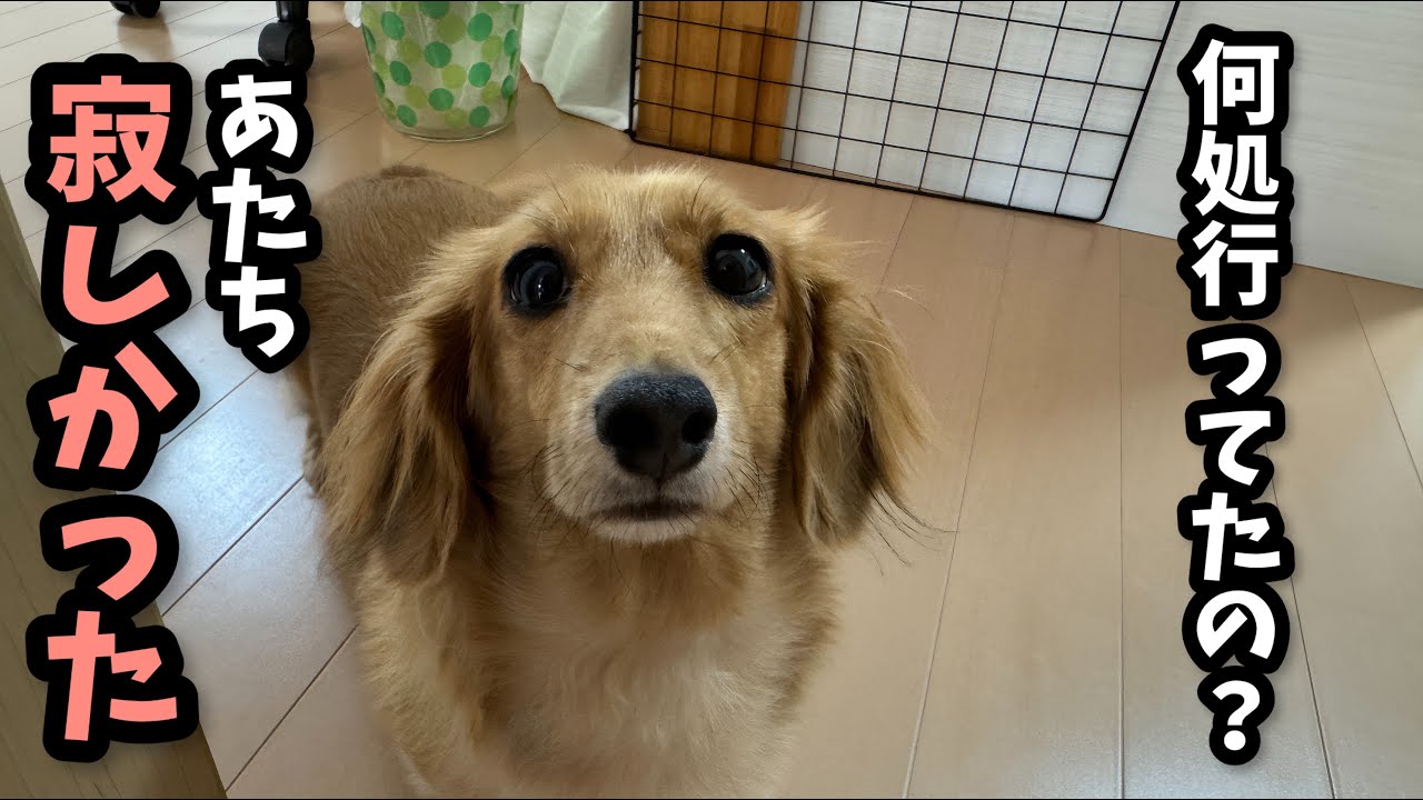 【お留守番】出先から犬猫の様子を覗いてみたら健気過ぎて切なくなりました…