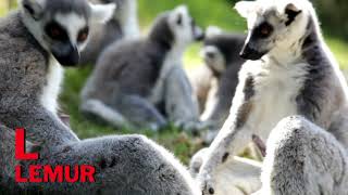 ABC Nama-Nama Hewan | Mengenal Hewan di Kebun Binatang | Belajar Membaca | Belajar Abjad Utk Balita