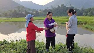 Mận's duck escaped, and the neighbor claimed it was their duck.