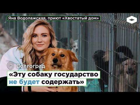 «Эту собаку государство не будет содержать» — как работают приюты для бездомных животных в России