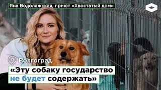 «Эту собаку государство не будет содержать» - как работают приюты для бездомных животных в России