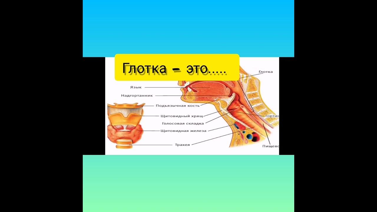 Видео биология 8 класс. Ротовая полость биология 8 класс. пищеварение в ротовой полости 8 класс видеоурок. биология 8 класс пищеварение в ротовой полости. пищеварение в желудке 8 класс биология.