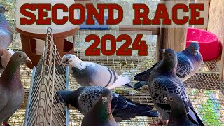 SECOND PIGEON RACE 'OLD BIRD 2024'