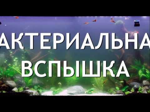 Помутнение воды в аквариуме. Причины. Борьба.