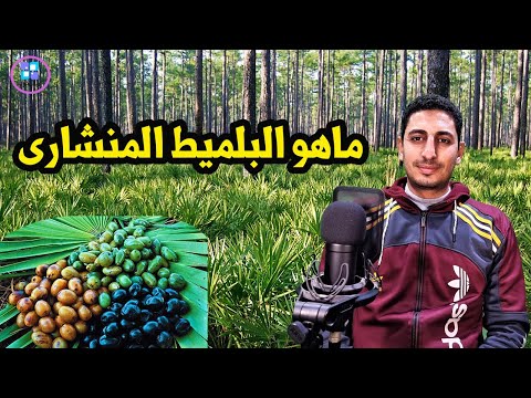 البلميط المنشاري فوائد لصحة الرجال فما هو البلميط المنشارى اسرار وعجائب