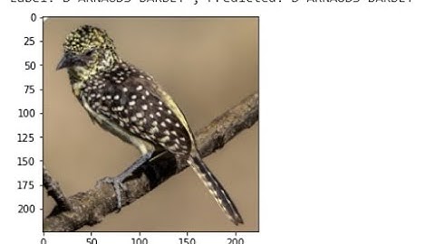 A light weight bird species classification using deep learning