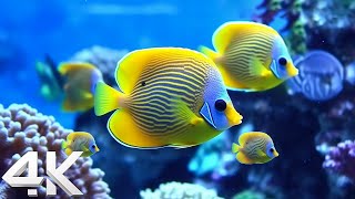 [NEW] 11HRS Stunning 4K Underwater Wonders - Tropical Fish, Coral Reefs - Reduce Stress And Anxiety