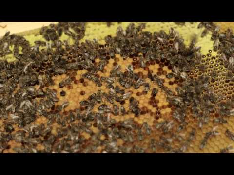 Pčelarstvo - pčelinja jeftika