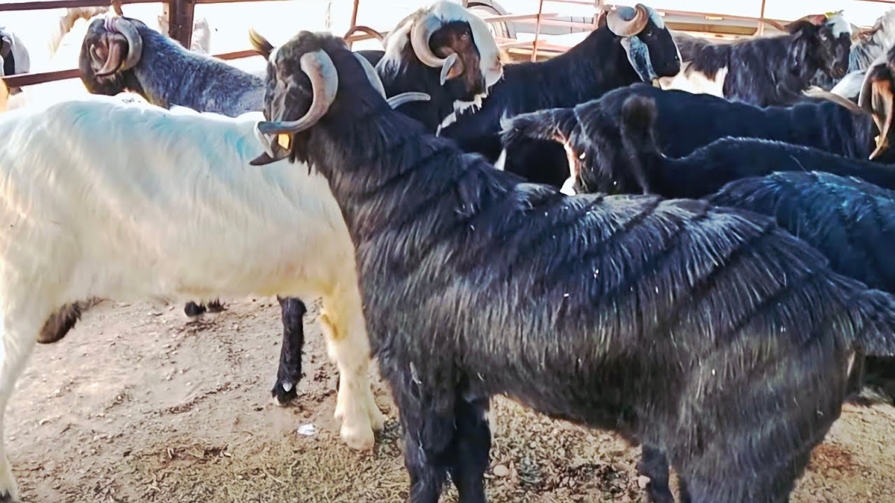 ADANA YÜREĞİR YAVUZLAR AKINCILAR HAYVAN PAZARI #keşfet #koyun #keçi #yüreğir #kurbanlıkfiyatları