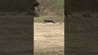 Puppy run with Maeve, 11 month old Scottish Deerhound.