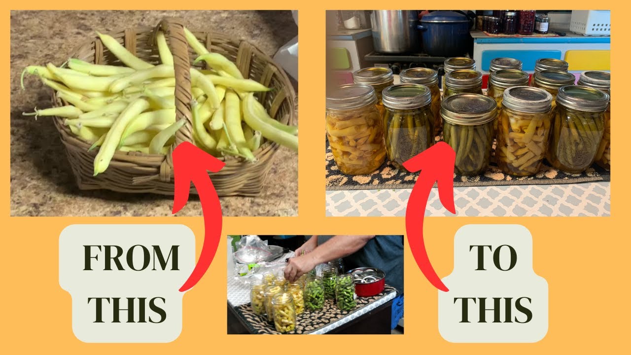 How to Can Fresh Green Beans From The Garden 