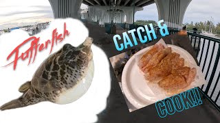 Pufferfish Catch, Clean & Cook