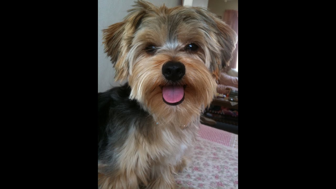 9 Signs Your Yorkie Is Your Absolute Best Friend SonderLives