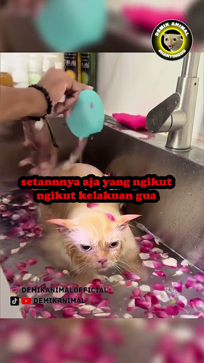 KUCING MANDI KEMBANG #shorts
