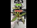 春天必吃的野菜蒲公英