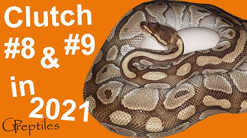 Two more Ball Python Clutches in 2021!