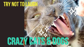 try not to laugh .dogs & cats  funniest animals