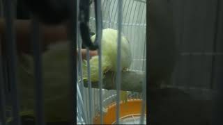 #cockatiel #birds #shortvideo #shorts  #reincarnation