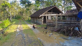 The Atmosphere of a Beautiful Remote Village in Gunungkidul | Semilir Village of Gunung Kidul