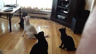 Headbanging cats