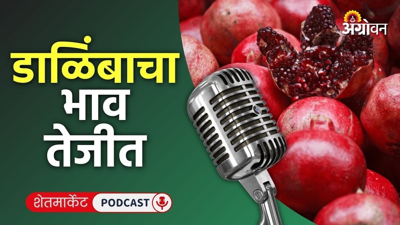 Cotton, Soybean Rate: सोयाबीन बाजार, कापूस दर, टोमॅटो भाव, ज्वारी रेट | Agrowon