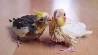 Baby cockatiels' first 3 months (german)