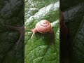 Snail. ಬಸವನ ಹುಳು